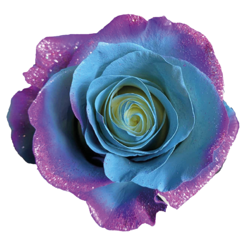 CelestialRoses