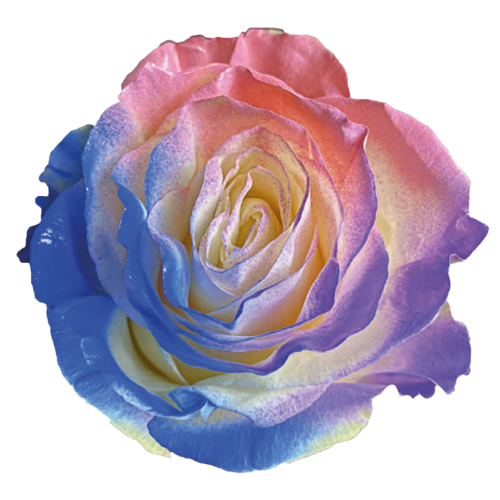 The-Color-Of-Destinity