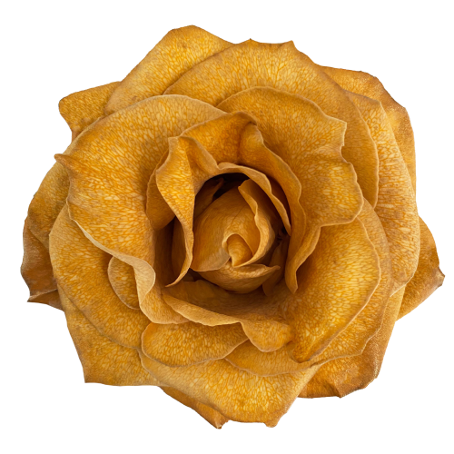 MoccaCharm corporate floral gifts