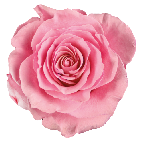 empowering flower farmers