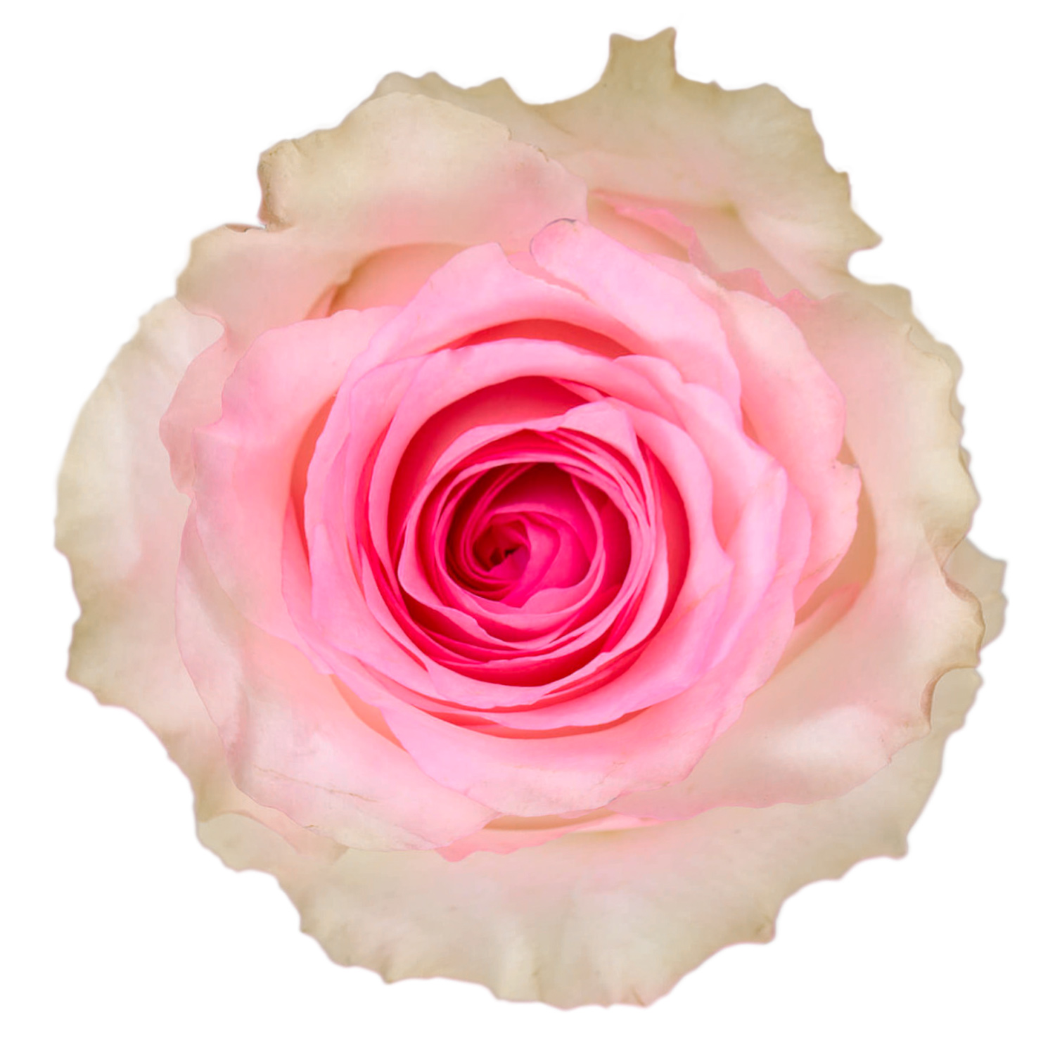 Mondella Roses Premium Roses from Ecuador | Naranjo Roses