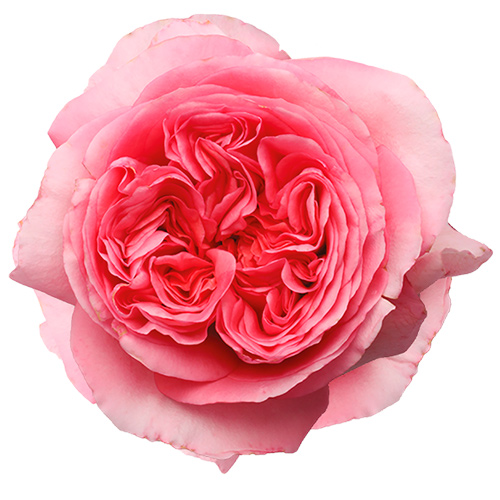Pink-Expression