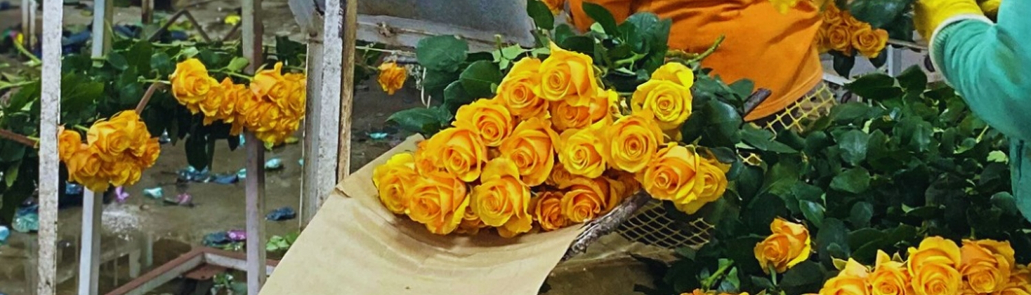 yellow flowers March