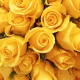 empowering flower farmers