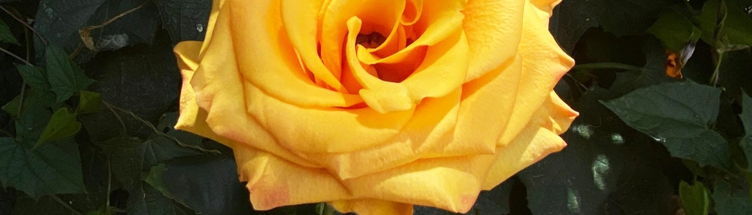 yellow flowers March