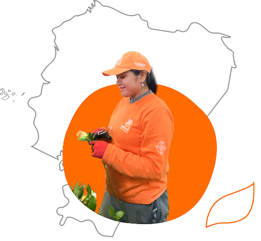 premium Ecuadorian roses