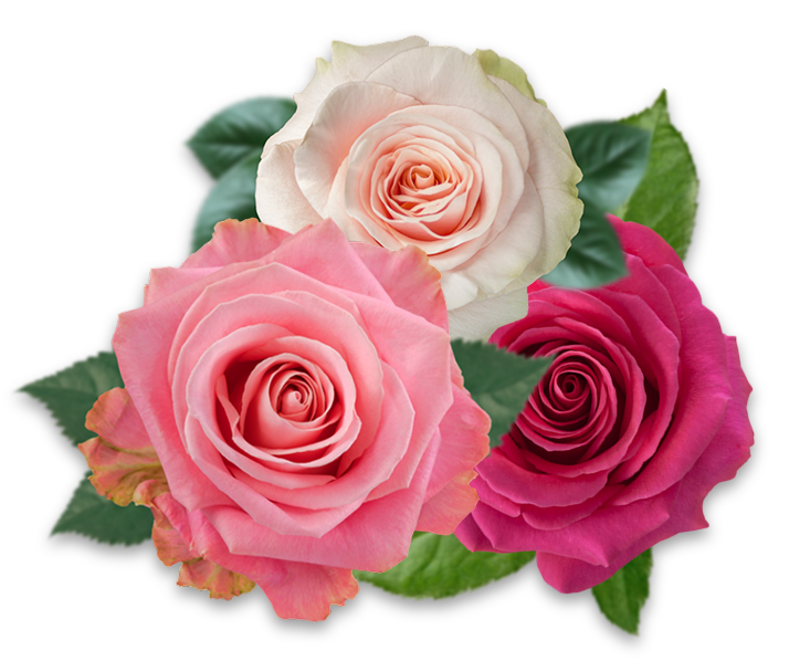 Roses Top 10 Mothers day