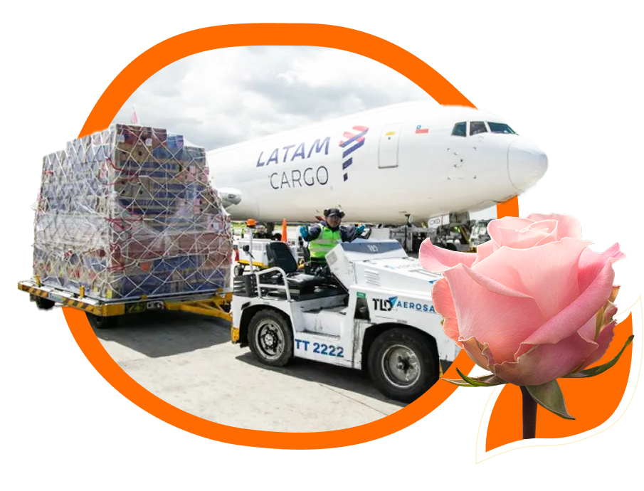 ethical rose farm in Ecuador