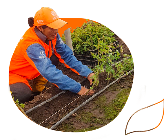 An ancestral celebration that honors Pachamama and empowers the flourishing of Naranjo Roses