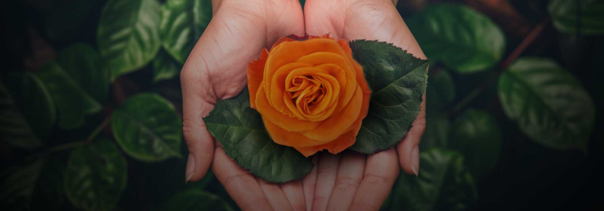 Naranjo Roses is an Ecuadorian rose farm committed to quality, innovation, and sustainability