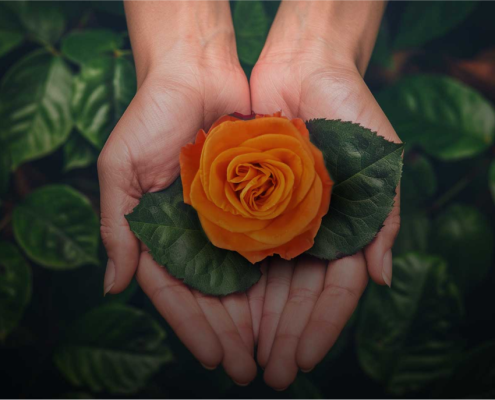 Naranjo Roses is an Ecuadorian rose farm committed to quality, innovation, and sustainability