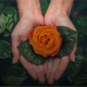 Naranjo Roses is an Ecuadorian rose farm committed to quality, innovation, and sustainability