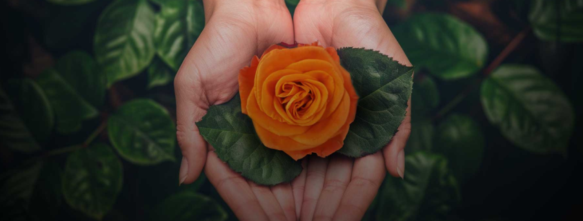 Naranjo Roses is an Ecuadorian rose farm committed to quality, innovation, and sustainability