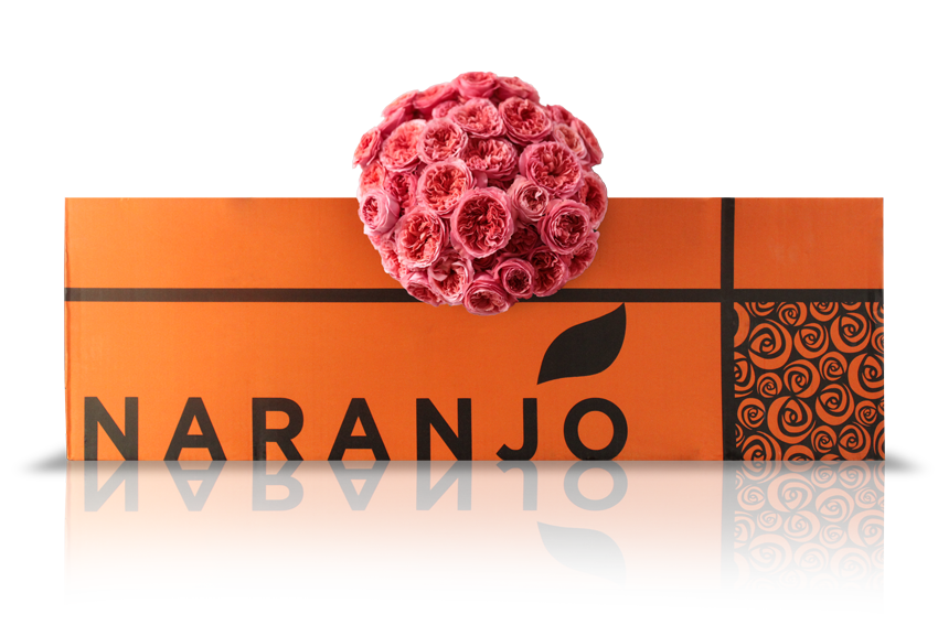 CajaNaranjoCandy-x-pression