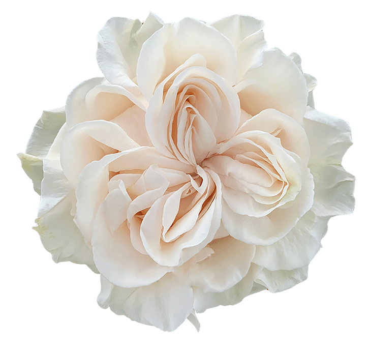 COTTON X-PRESSION