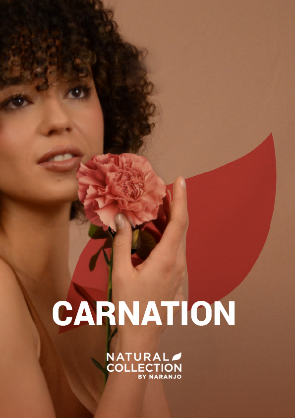 Carnation