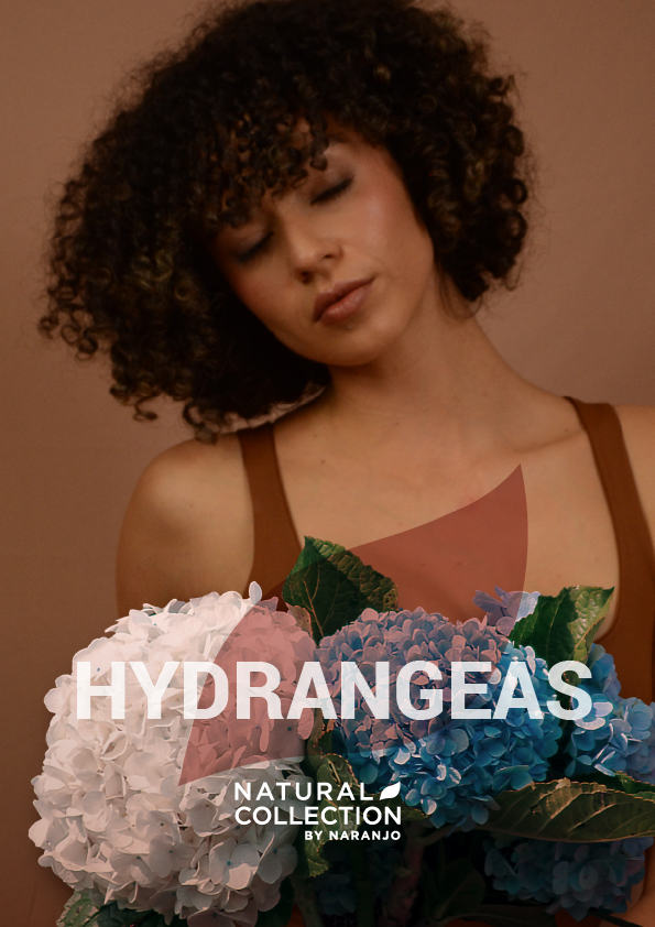 hydrangeas