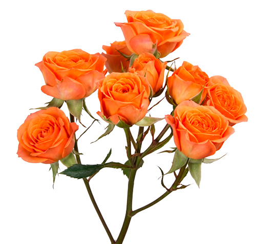 ORANGE STAR